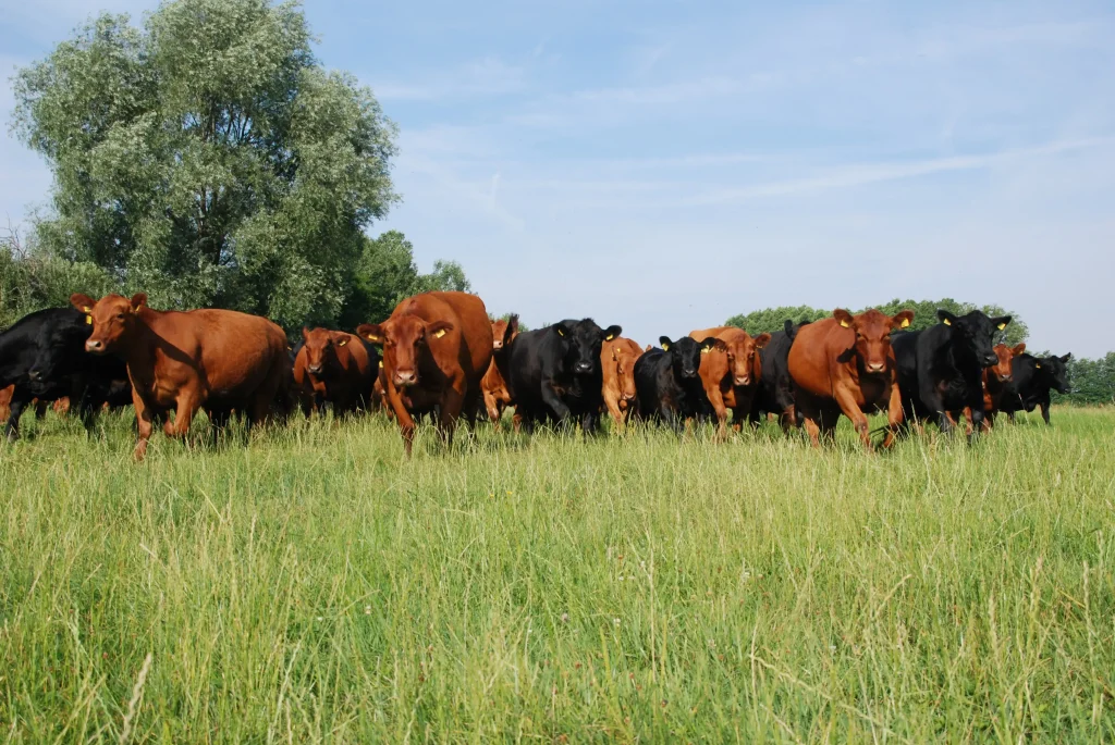 Mutterkuhherde auf Weide