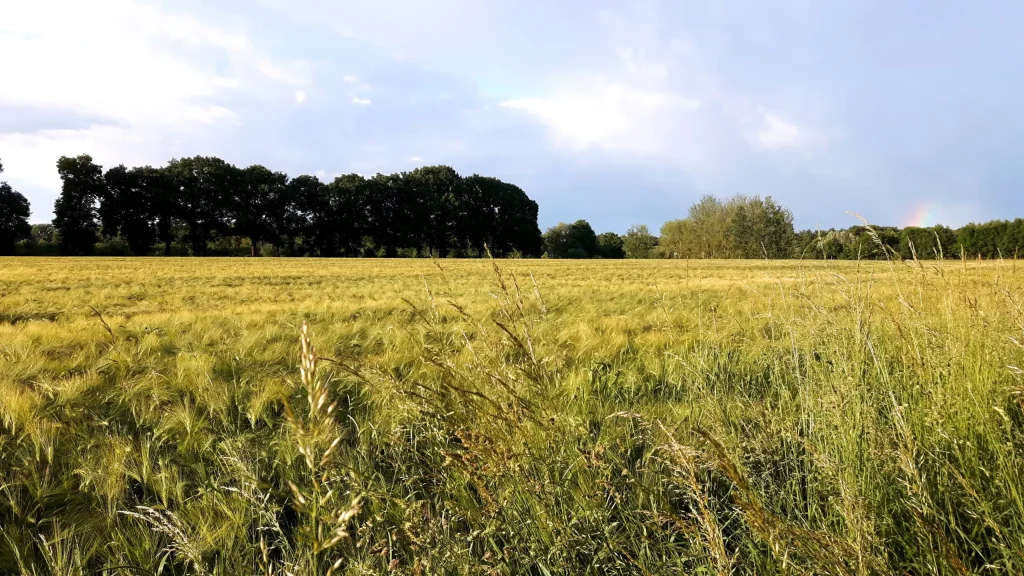 Gras- und Feldfläche