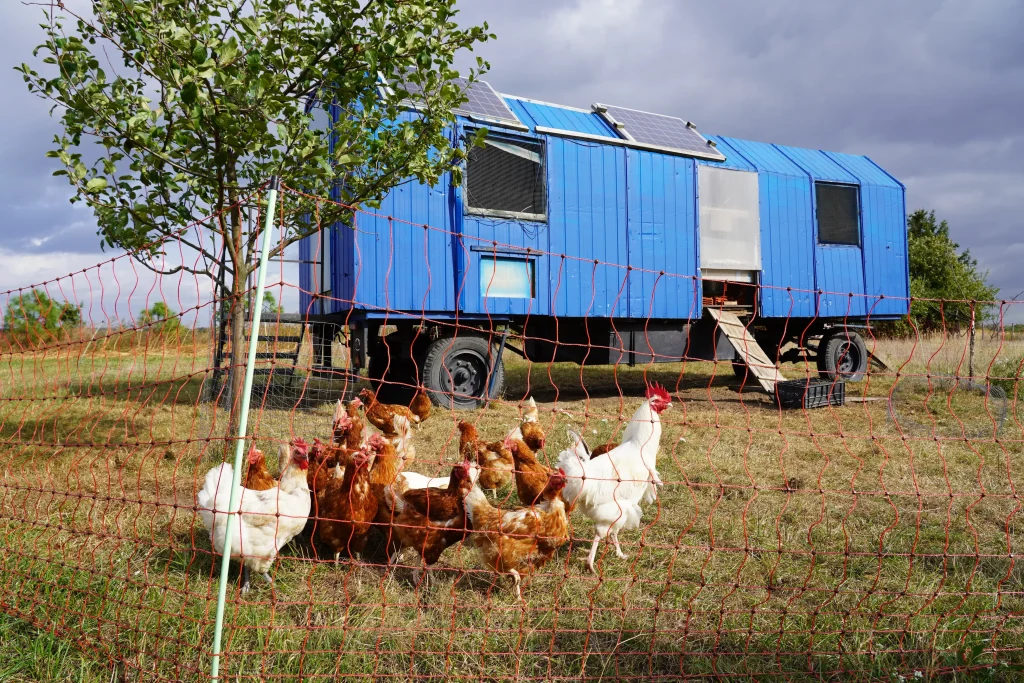 Mehrere braune und weiße Bühne sind auf der Wiese vor einem mobilen Hühnerwagen